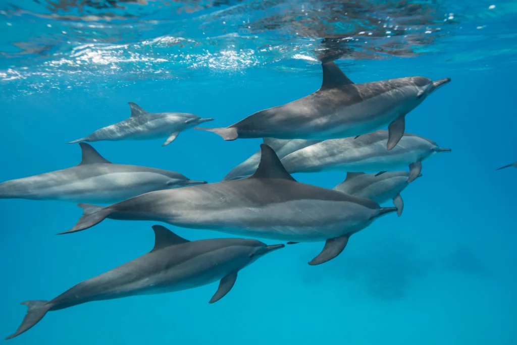 Banc de dauphins longirostres nageant dans les eaux bleues de la mer Rouge